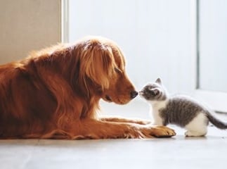 Assurance pour chien et chat